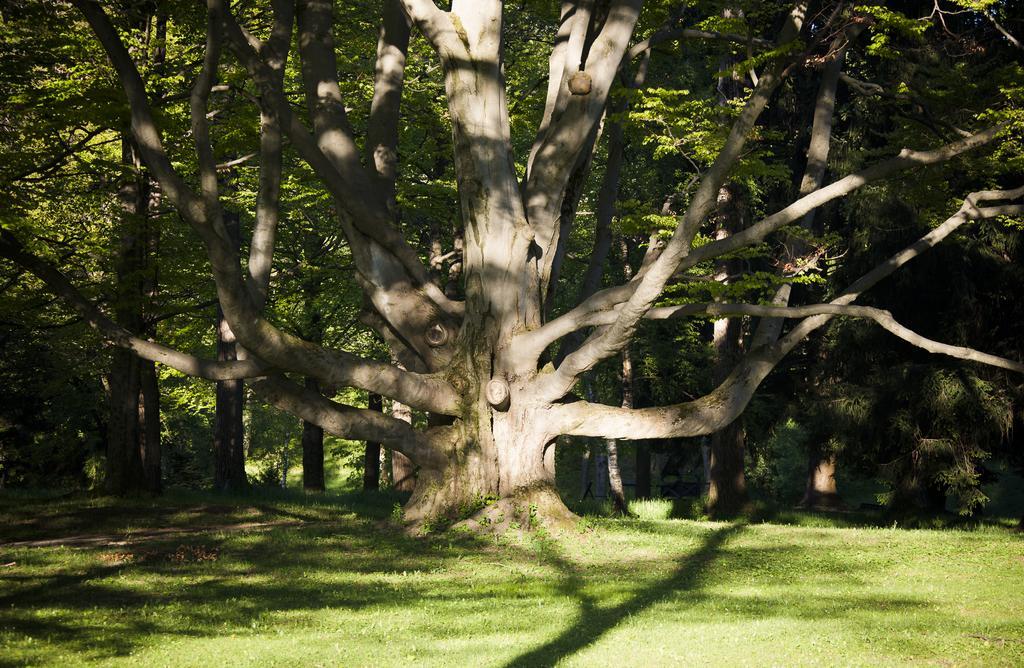 Parkhotel Hirschwang ライヒェナウ エクステリア 写真